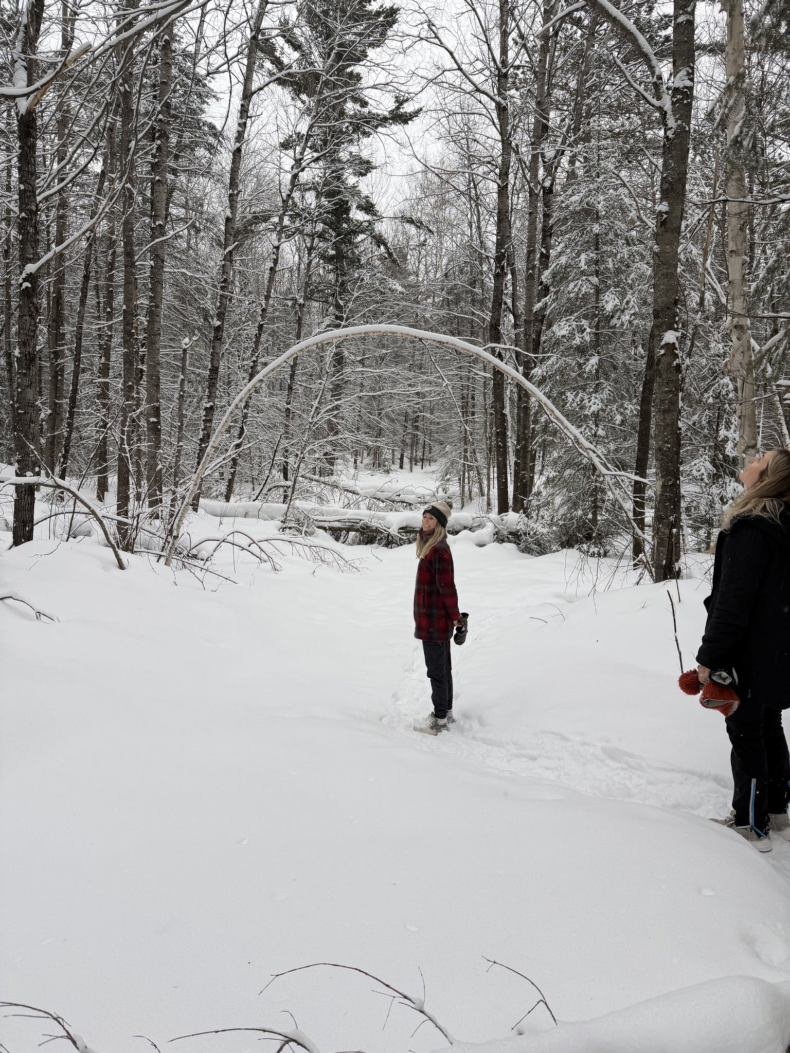 Winter forest near Boulder Junction