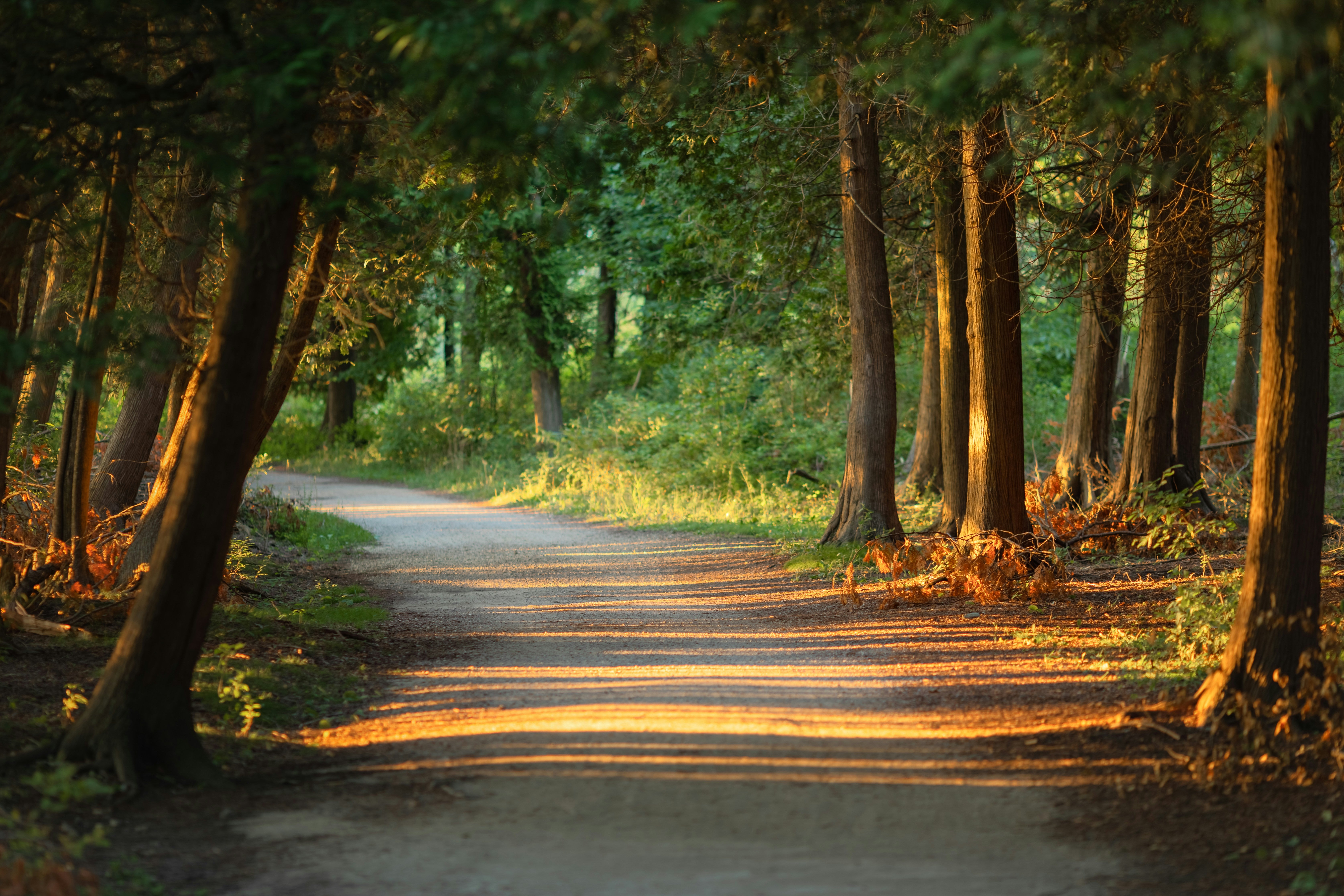 A winding path through towering trees with golden evening light casting long shadows in Door County